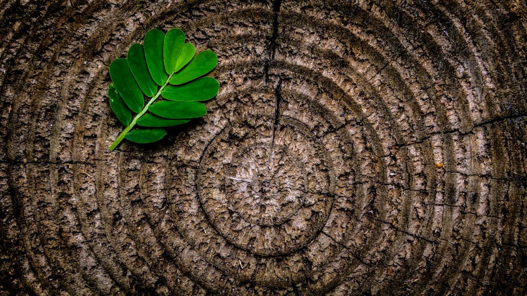 Close-up of a green leaf on tree rings texture, showcasing patterns and contrast.